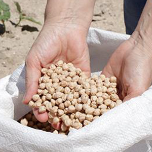 En España debemos producir más leguminosas y consumir más legumbres