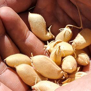 Legumbres para hacer frente al cambio climático