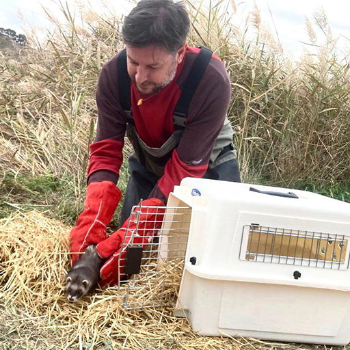 PROJECTE PILOT DE REINTRODUCCIÓ DEL TURÓ EUROPEU (MUSTELA PUTORIUS) A LES FINQUES DE RAIMAT (LLEIDA).