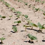 cultivo de la alubia del proyecto legsapiens