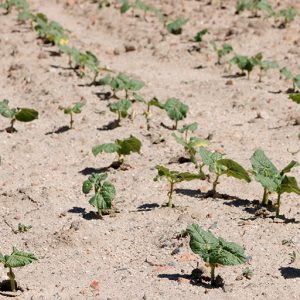 cultivo de la alubia del proyecto legsapiens