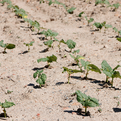 cultivo de la alubia del proyecto legsapiens
