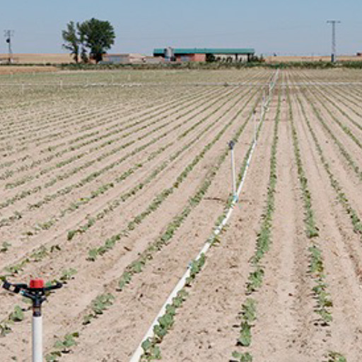 cLas leguminosas: una alternativa viable y esperanzadora para el campo español