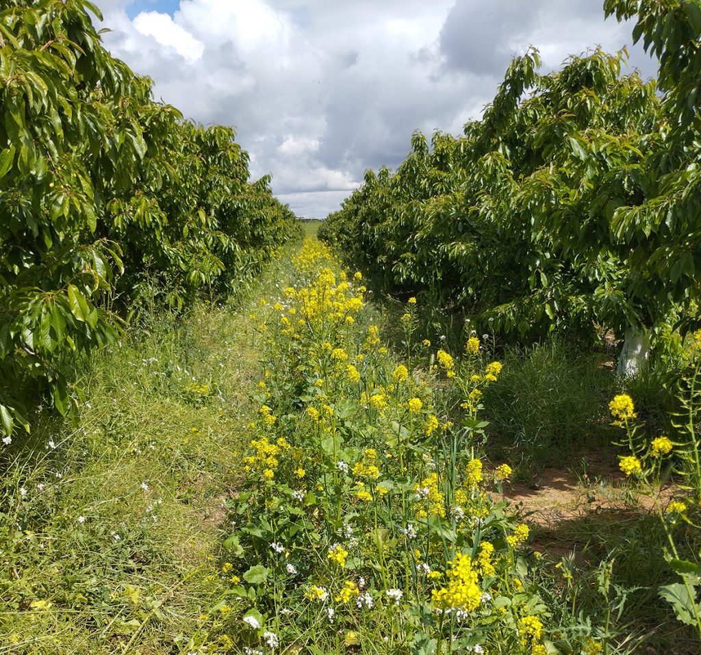 Cubiertas vegetales para mejorar la biodiversidad y la rentabilidad de los cultivos de frutales en Aragón