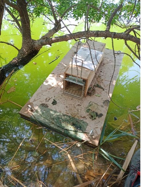 ACTUACIONES DE CONSERVACIÓN DEL HÁBITAT Y CONTROL DE FAUNA ALOCTONA QUE GENERA COMPETENCIA AL TURÓN EUROPEO (Mustela putorius)